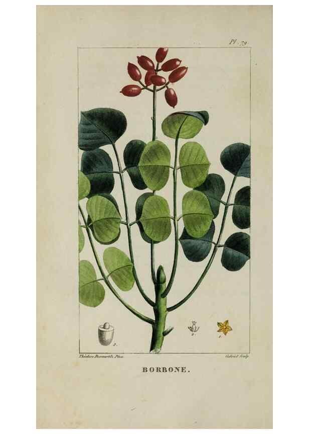 Reproducción/Reproduction 47169685871: Flore pittoresque et médicale des Antilles, ou, Histoire naturelle des plantes usuelles des colonies françaises, anglaises, espagnoles, et portugaises /. Paris :Ches l'Editeur,1833.. 