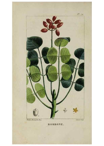 Reproducción/Reproduction 47169685871: Flore pittoresque et médicale des Antilles, ou, Histoire naturelle des plantes usuelles des colonies françaises, anglaises, espagnoles, et portugaises /. Paris :Ches l'Editeur,1833.. 