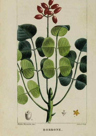 Reproducción/Reproduction 47169685871: Flore pittoresque et médicale des Antilles, ou, Histoire naturelle des plantes usuelles des colonies françaises, anglaises, espagnoles, et portugaises /. Paris :Ches l'Editeur,1833.. 