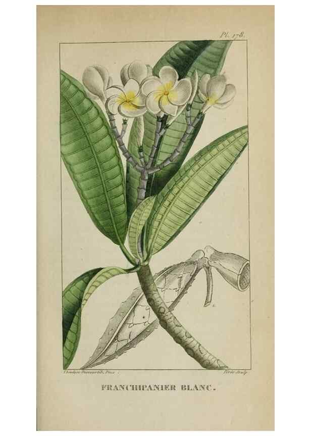 Reproducción/Reproduction 47169811181: Flore pittoresque et médicale des Antilles, ou, Histoire naturelle des plantes usuelles des colonies françaises, anglaises, espagnoles, et portugaises /. Paris :Ches l'Editeur,1833.. 