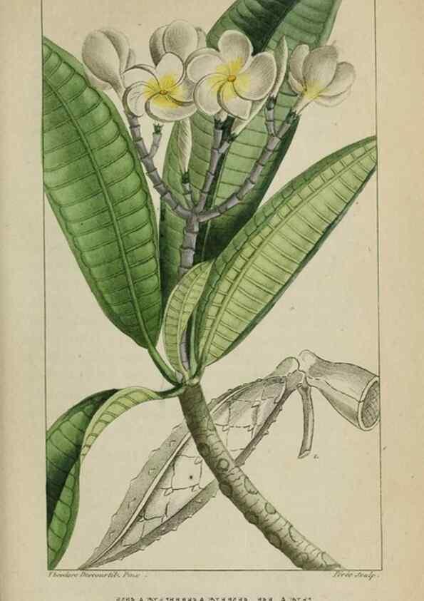 Reproducción/Reproduction 47169811181: Flore pittoresque et médicale des Antilles, ou, Histoire naturelle des plantes usuelles des colonies françaises, anglaises, espagnoles, et portugaises /. Paris :Ches l'Editeur,1833.. 