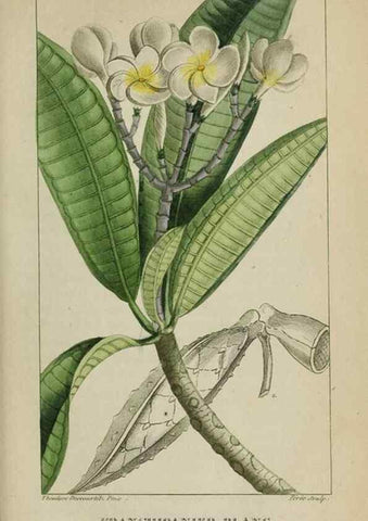 Reproducción/Reproduction 47169811181: Flore pittoresque et médicale des Antilles, ou, Histoire naturelle des plantes usuelles des colonies françaises, anglaises, espagnoles, et portugaises /. Paris :Ches l'Editeur,1833.. 