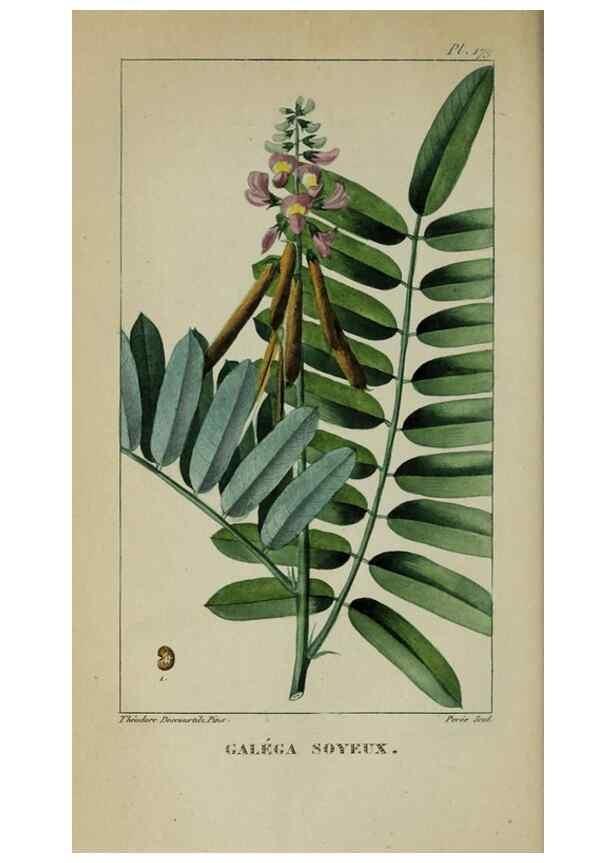 Reproducción/Reproduction 47117844942: Flore pittoresque et médicale des Antilles, ou, Histoire naturelle des plantes usuelles des colonies françaises, anglaises, espagnoles, et portugaises /. Paris :Ches l'Editeur,1833.. 