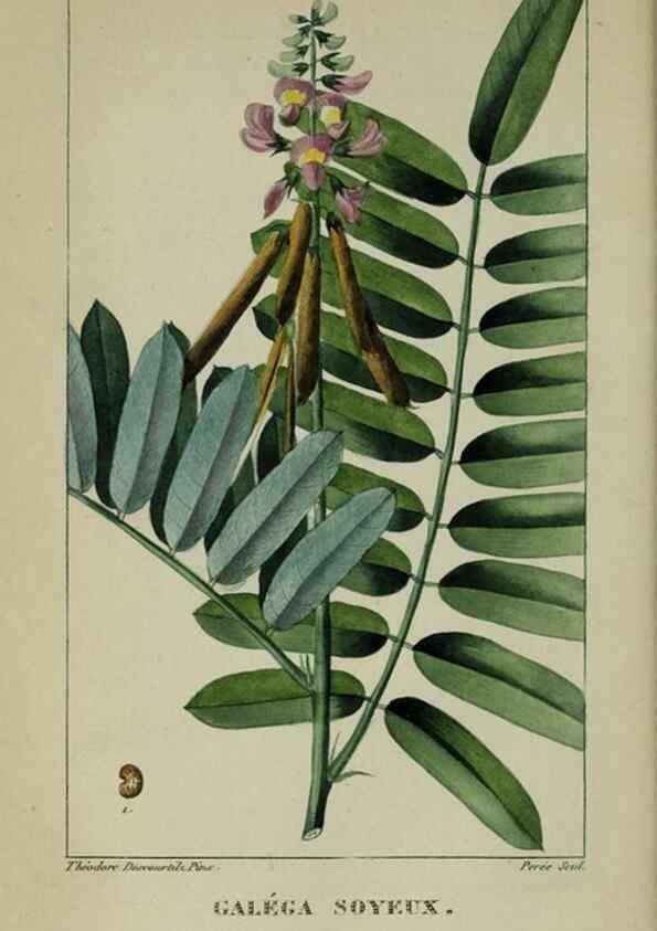 Reproducción/Reproduction 47117844942: Flore pittoresque et médicale des Antilles, ou, Histoire naturelle des plantes usuelles des colonies françaises, anglaises, espagnoles, et portugaises /. Paris :Ches l'Editeur,1833.. 