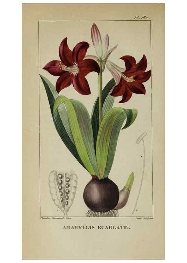 Reproducción/Reproduction 46255714115: Flore pittoresque et médicale des Antilles, ou, Histoire naturelle des plantes usuelles des colonies françaises, anglaises, espagnoles, et portugaises /. Paris :Ches l'Editeur,1833.. 