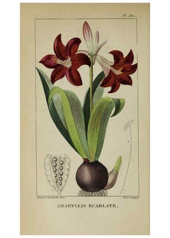 Reproducción/Reproduction 46255714115: Flore pittoresque et médicale des Antilles, ou, Histoire naturelle des plantes usuelles des colonies françaises, anglaises, espagnoles, et portugaises /. Paris :Ches l'Editeur,1833.. 