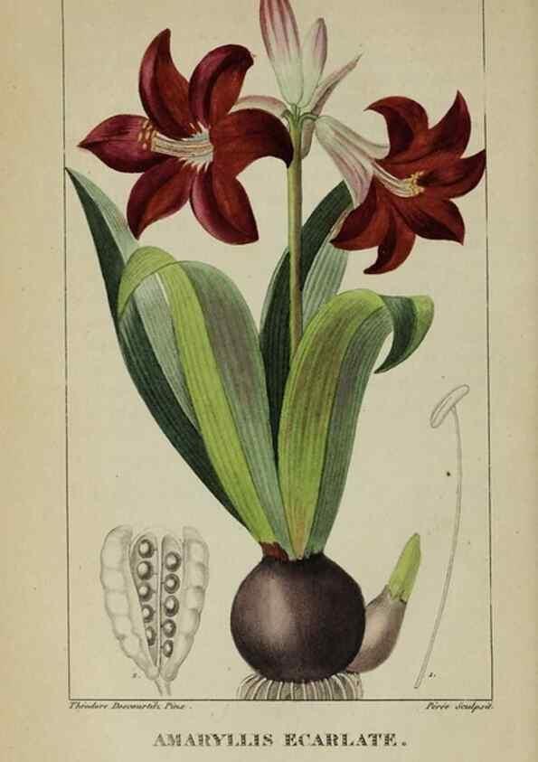 Reproducción/Reproduction 46255714115: Flore pittoresque et médicale des Antilles, ou, Histoire naturelle des plantes usuelles des colonies françaises, anglaises, espagnoles, et portugaises /. Paris :Ches l'Editeur,1833.. 