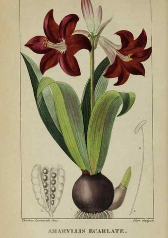Reproducción/Reproduction 46255714115: Flore pittoresque et médicale des Antilles, ou, Histoire naturelle des plantes usuelles des colonies françaises, anglaises, espagnoles, et portugaises /. Paris :Ches l'Editeur,1833.. 