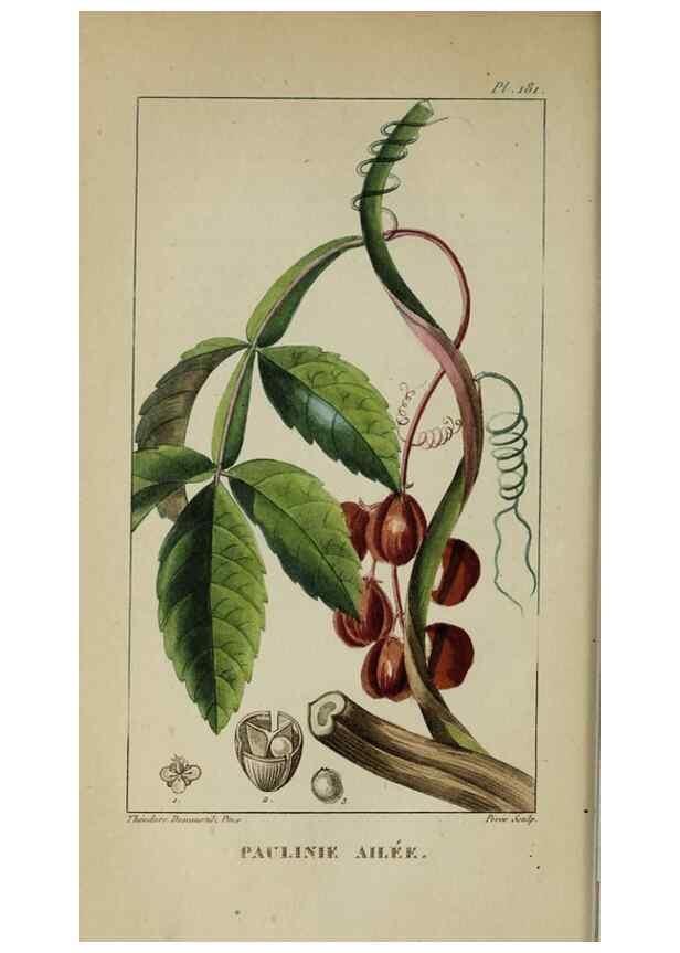 Reproducción/Reproduction 33294620768: Flore pittoresque et médicale des Antilles, ou, Histoire naturelle des plantes usuelles des colonies françaises, anglaises, espagnoles, et portugaises /. Paris :Ches l'Editeur,1833.. 