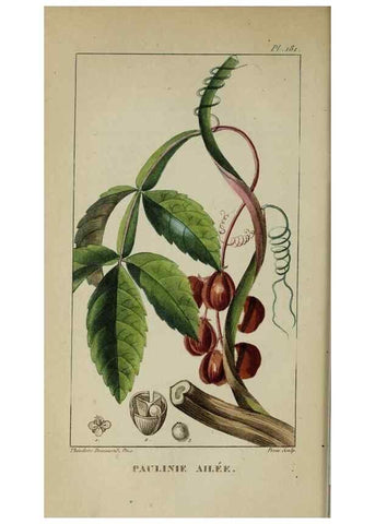 Reproducción/Reproduction 33294620768: Flore pittoresque et médicale des Antilles, ou, Histoire naturelle des plantes usuelles des colonies françaises, anglaises, espagnoles, et portugaises /. Paris :Ches l'Editeur,1833.. 