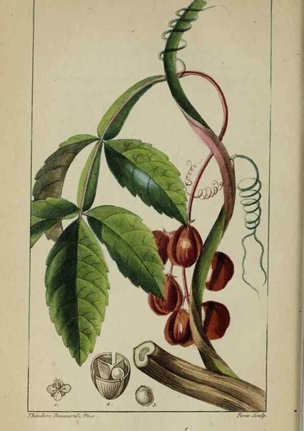 Reproducción/Reproduction 33294620768: Flore pittoresque et médicale des Antilles, ou, Histoire naturelle des plantes usuelles des colonies françaises, anglaises, espagnoles, et portugaises /. Paris :Ches l'Editeur,1833.. 
