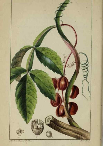 Reproducción/Reproduction 33294620768: Flore pittoresque et médicale des Antilles, ou, Histoire naturelle des plantes usuelles des colonies françaises, anglaises, espagnoles, et portugaises /. Paris :Ches l'Editeur,1833.. 
