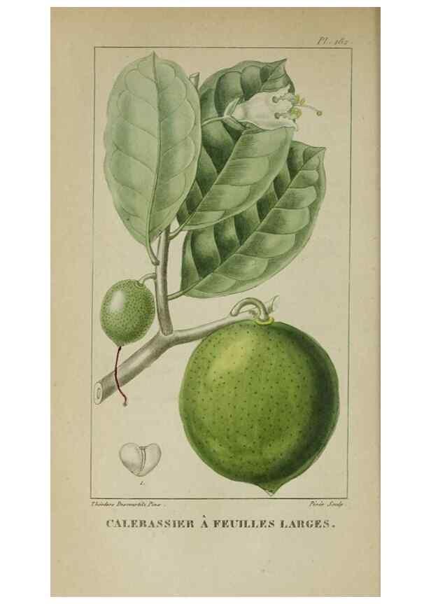 Reproducción/Reproduction 33294621778: Flore pittoresque et médicale des Antilles, ou, Histoire naturelle des plantes usuelles des colonies françaises, anglaises, espagnoles, et portugaises /. Paris :Ches l'Editeur,1833.. 