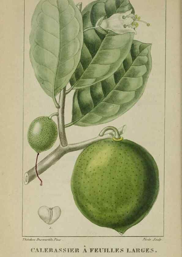 Reproducción/Reproduction 33294621778: Flore pittoresque et médicale des Antilles, ou, Histoire naturelle des plantes usuelles des colonies françaises, anglaises, espagnoles, et portugaises /. Paris :Ches l'Editeur,1833.. 