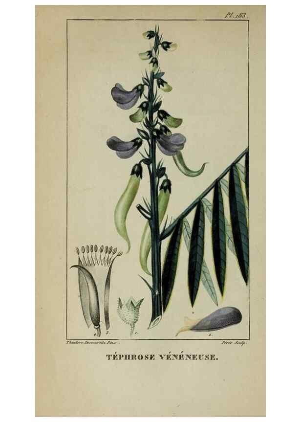 Reproducción/Reproduction 47169816281: Flore pittoresque et médicale des Antilles, ou, Histoire naturelle des plantes usuelles des colonies françaises, anglaises, espagnoles, et portugaises /. Paris :Ches l'Editeur,1833.. 