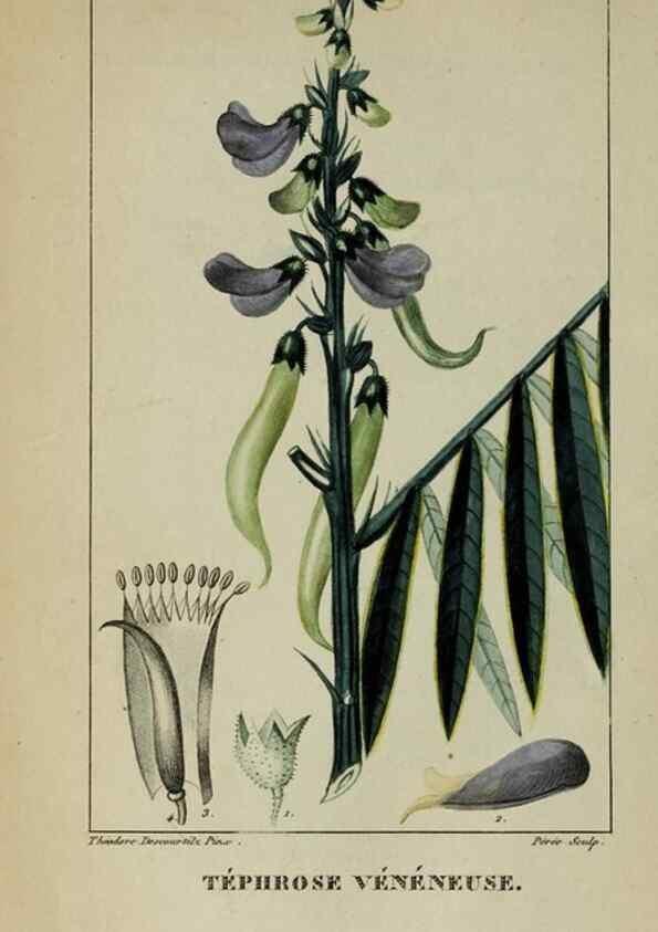 Reproducción/Reproduction 47169816281: Flore pittoresque et médicale des Antilles, ou, Histoire naturelle des plantes usuelles des colonies françaises, anglaises, espagnoles, et portugaises /. Paris :Ches l'Editeur,1833.. 