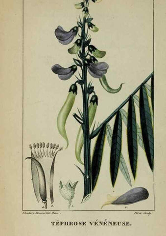 Reproducción/Reproduction 47169816281: Flore pittoresque et médicale des Antilles, ou, Histoire naturelle des plantes usuelles des colonies françaises, anglaises, espagnoles, et portugaises /. Paris :Ches l'Editeur,1833.. 