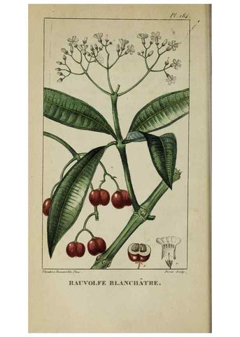 Reproducción/Reproduction 47117848112: Flore pittoresque et médicale des Antilles, ou, Histoire naturelle des plantes usuelles des colonies françaises, anglaises, espagnoles, et portugaises /. Paris :Ches l'Editeur,1833.. 
