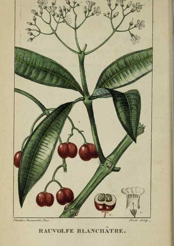 Reproducción/Reproduction 47117848112: Flore pittoresque et médicale des Antilles, ou, Histoire naturelle des plantes usuelles des colonies françaises, anglaises, espagnoles, et portugaises /. Paris :Ches l'Editeur,1833.. 