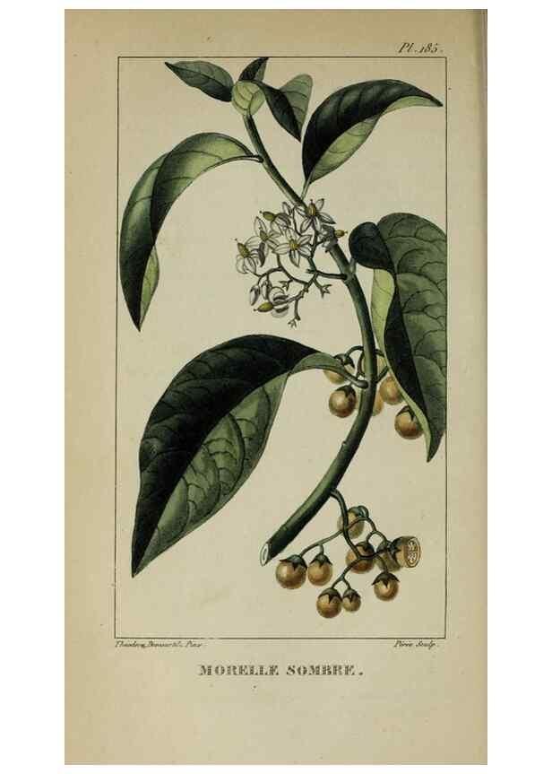 Reproducción/Reproduction 46255717955: Flore pittoresque et médicale des Antilles, ou, Histoire naturelle des plantes usuelles des colonies françaises, anglaises, espagnoles, et portugaises /. Paris :Ches l'Editeur,1833.. 