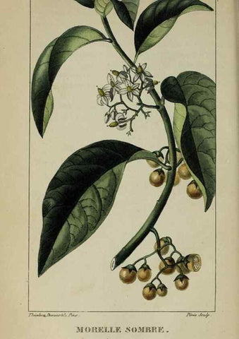 Reproducción/Reproduction 46255717955: Flore pittoresque et médicale des Antilles, ou, Histoire naturelle des plantes usuelles des colonies françaises, anglaises, espagnoles, et portugaises /. Paris :Ches l'Editeur,1833.. 