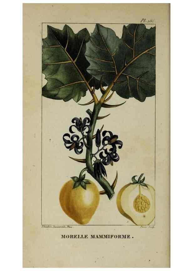 Reproducción/Reproduction 32228000617: Flore pittoresque et médicale des Antilles, ou, Histoire naturelle des plantes usuelles des colonies françaises, anglaises, espagnoles, et portugaises /. Paris :Ches l'Editeur,1833.. 