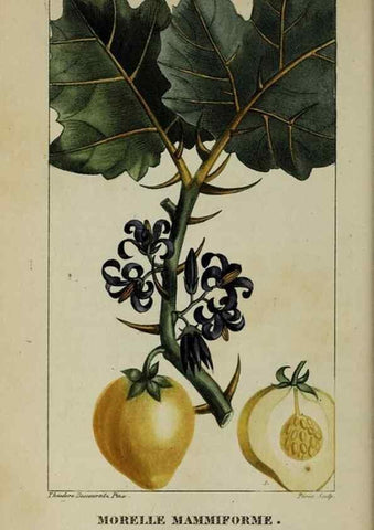 Reproducción/Reproduction 32228000617: Flore pittoresque et médicale des Antilles, ou, Histoire naturelle des plantes usuelles des colonies françaises, anglaises, espagnoles, et portugaises /. Paris :Ches l'Editeur,1833.. 