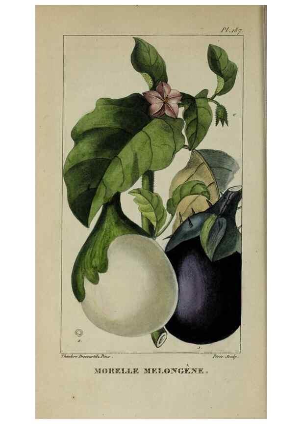 Reproducción/Reproduction 47117850012: Flore pittoresque et médicale des Antilles, ou, Histoire naturelle des plantes usuelles des colonies françaises, anglaises, espagnoles, et portugaises /. Paris :Ches l'Editeur,1833.. 
