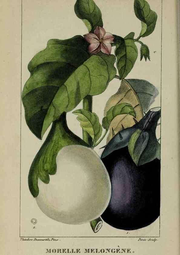 Reproducción/Reproduction 47117850012: Flore pittoresque et médicale des Antilles, ou, Histoire naturelle des plantes usuelles des colonies françaises, anglaises, espagnoles, et portugaises /. Paris :Ches l'Editeur,1833.. 