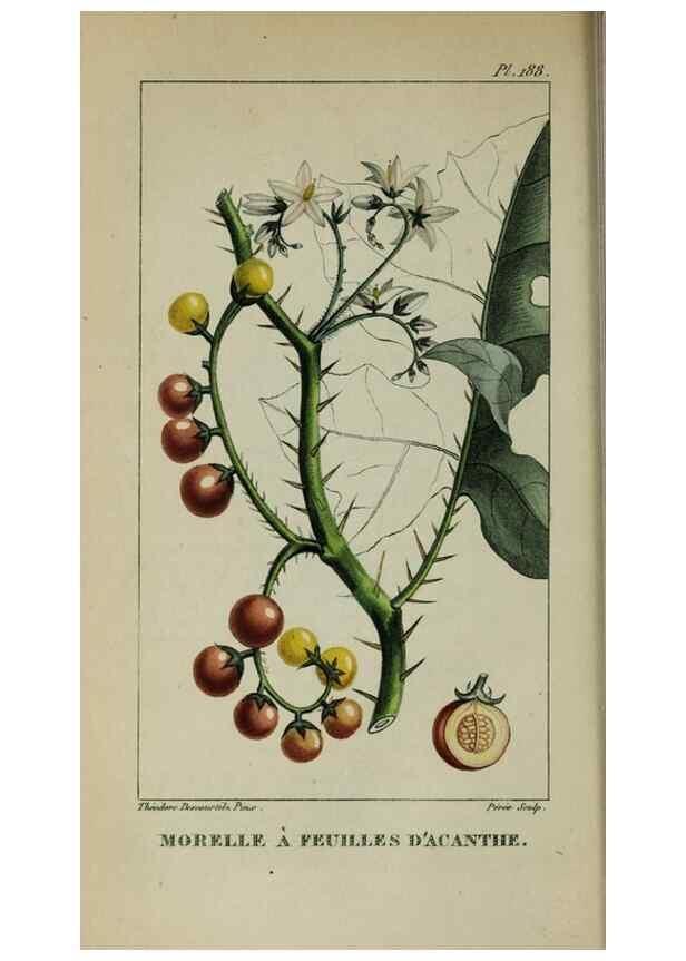 Reproducción/Reproduction 40204950073: Flore pittoresque et médicale des Antilles, ou, Histoire naturelle des plantes usuelles des colonies françaises, anglaises, espagnoles, et portugaises /. Paris :Ches l'Editeur,1833.. 