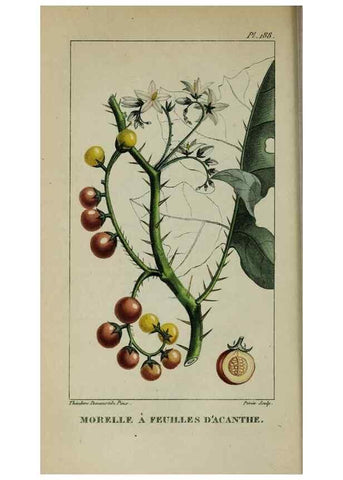 Reproducción/Reproduction 40204950073: Flore pittoresque et médicale des Antilles, ou, Histoire naturelle des plantes usuelles des colonies françaises, anglaises, espagnoles, et portugaises /. Paris :Ches l'Editeur,1833.. 