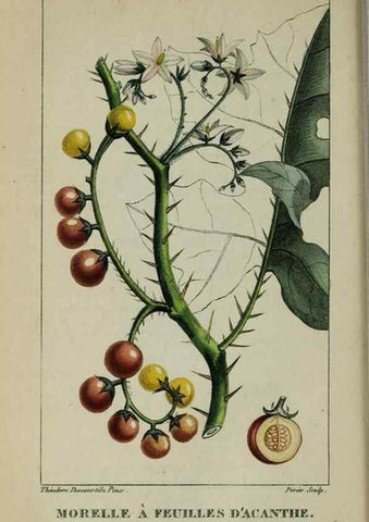 Reproducción/Reproduction 40204950073: Flore pittoresque et médicale des Antilles, ou, Histoire naturelle des plantes usuelles des colonies françaises, anglaises, espagnoles, et portugaises /. Paris :Ches l'Editeur,1833.. 