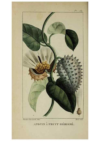 Reproducción/Reproduction 46255721305: Flore pittoresque et médicale des Antilles, ou, Histoire naturelle des plantes usuelles des colonies françaises, anglaises, espagnoles, et portugaises /. Paris :Ches l'Editeur,1833.. 