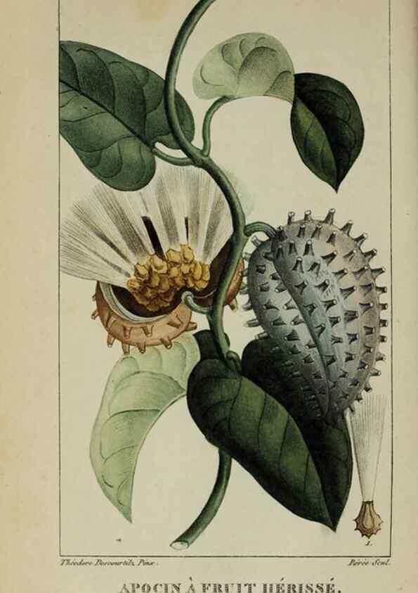 Reproducción/Reproduction 46255721305: Flore pittoresque et médicale des Antilles, ou, Histoire naturelle des plantes usuelles des colonies françaises, anglaises, espagnoles, et portugaises /. Paris :Ches l'Editeur,1833.. 