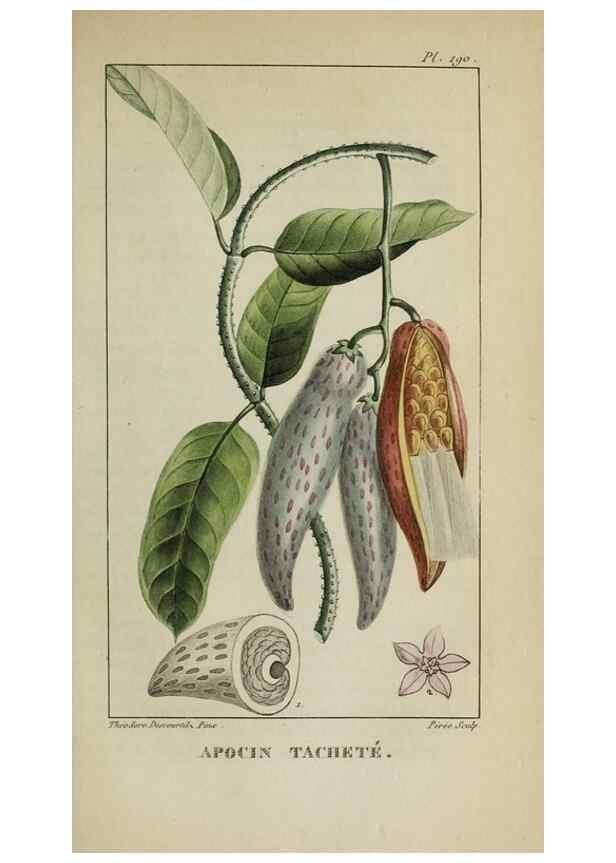 Reproducción/Reproduction 47169824291: Flore pittoresque et médicale des Antilles, ou, Histoire naturelle des plantes usuelles des colonies françaises, anglaises, espagnoles, et portugaises /. Paris :Ches l'Editeur,1833.. 