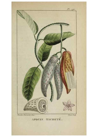 Reproducción/Reproduction 47169824291: Flore pittoresque et médicale des Antilles, ou, Histoire naturelle des plantes usuelles des colonies françaises, anglaises, espagnoles, et portugaises /. Paris :Ches l'Editeur,1833.. 