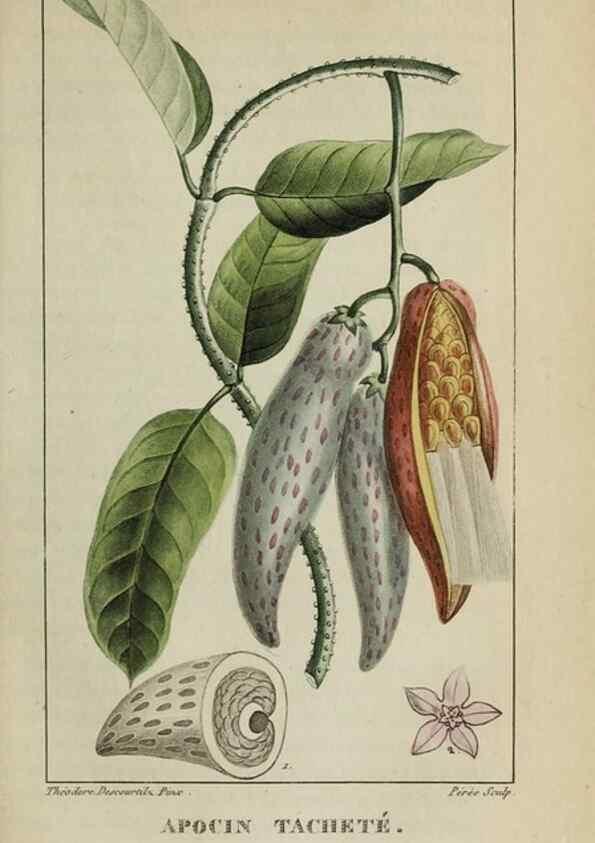 Reproducción/Reproduction 47169824291: Flore pittoresque et médicale des Antilles, ou, Histoire naturelle des plantes usuelles des colonies françaises, anglaises, espagnoles, et portugaises /. Paris :Ches l'Editeur,1833.. 