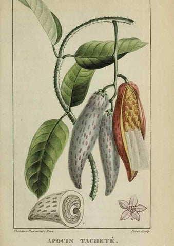 Reproducción/Reproduction 47169824291: Flore pittoresque et médicale des Antilles, ou, Histoire naturelle des plantes usuelles des colonies françaises, anglaises, espagnoles, et portugaises /. Paris :Ches l'Editeur,1833.. 