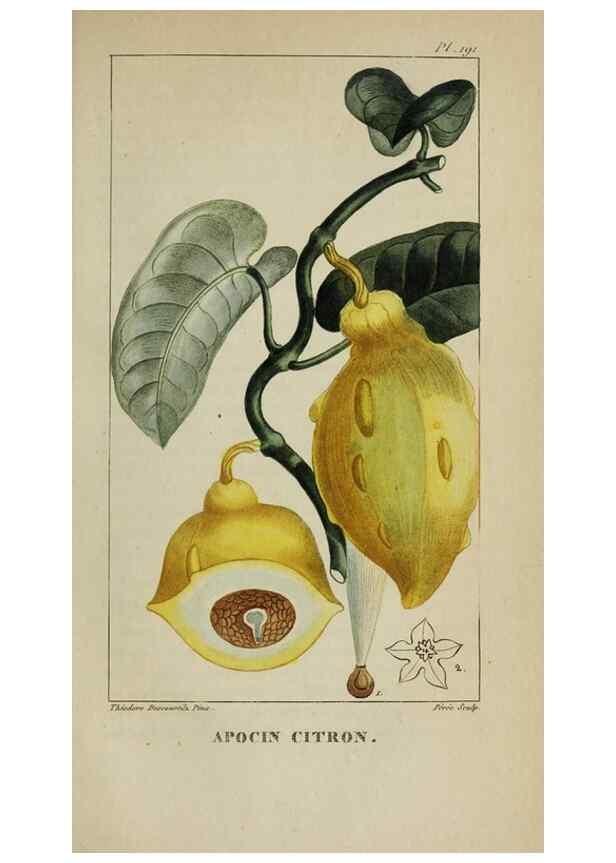 Reproducción/Reproduction 32228006007: Flore pittoresque et médicale des Antilles, ou, Histoire naturelle des plantes usuelles des colonies françaises, anglaises, espagnoles, et portugaises /. Paris :Ches l'Editeur,1833.. 