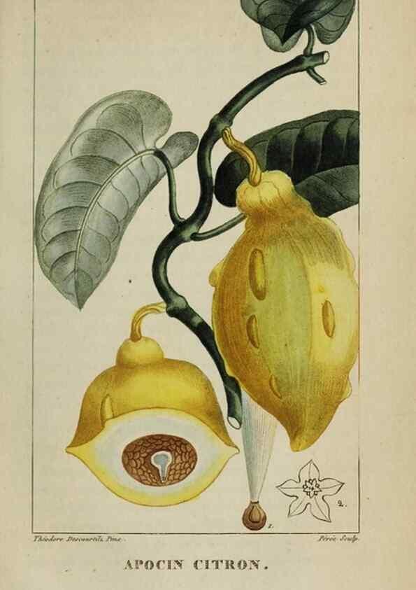 Reproducción/Reproduction 32228006007: Flore pittoresque et médicale des Antilles, ou, Histoire naturelle des plantes usuelles des colonies françaises, anglaises, espagnoles, et portugaises /. Paris :Ches l'Editeur,1833.. 