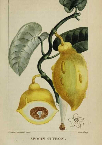 Reproducción/Reproduction 32228006007: Flore pittoresque et médicale des Antilles, ou, Histoire naturelle des plantes usuelles des colonies françaises, anglaises, espagnoles, et portugaises /. Paris :Ches l'Editeur,1833.. 