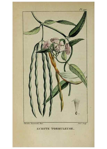 Reproducción/Reproduction 47169826151: Flore pittoresque et médicale des Antilles, ou, Histoire naturelle des plantes usuelles des colonies françaises, anglaises, espagnoles, et portugaises /. Paris :Ches l'Editeur,1833.. 