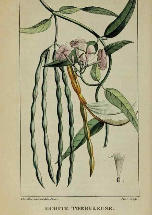 Reproducción/Reproduction 47169826151: Flore pittoresque et médicale des Antilles, ou, Histoire naturelle des plantes usuelles des colonies françaises, anglaises, espagnoles, et portugaises /. Paris :Ches l'Editeur,1833.. 