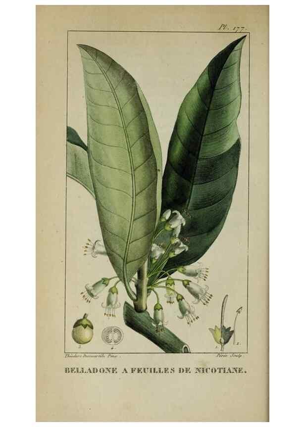 Reproducción/Reproduction 46255711865: Flore pittoresque et médicale des Antilles, ou, Histoire naturelle des plantes usuelles des colonies françaises, anglaises, espagnoles, et portugaises /. Paris :Ches l'Editeur,1833.. 