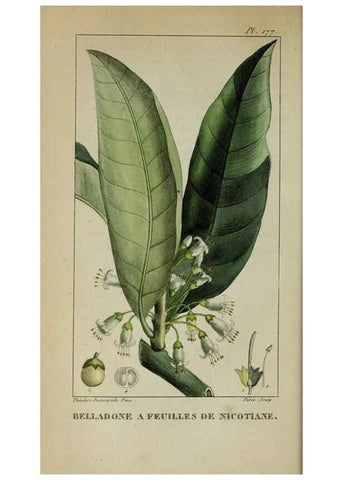 Reproducción/Reproduction 46255711865: Flore pittoresque et médicale des Antilles, ou, Histoire naturelle des plantes usuelles des colonies françaises, anglaises, espagnoles, et portugaises /. Paris :Ches l'Editeur,1833.. 
