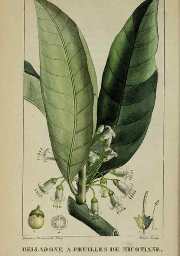 Reproducción/Reproduction 46255711865: Flore pittoresque et médicale des Antilles, ou, Histoire naturelle des plantes usuelles des colonies françaises, anglaises, espagnoles, et portugaises /. Paris :Ches l'Editeur,1833.. 