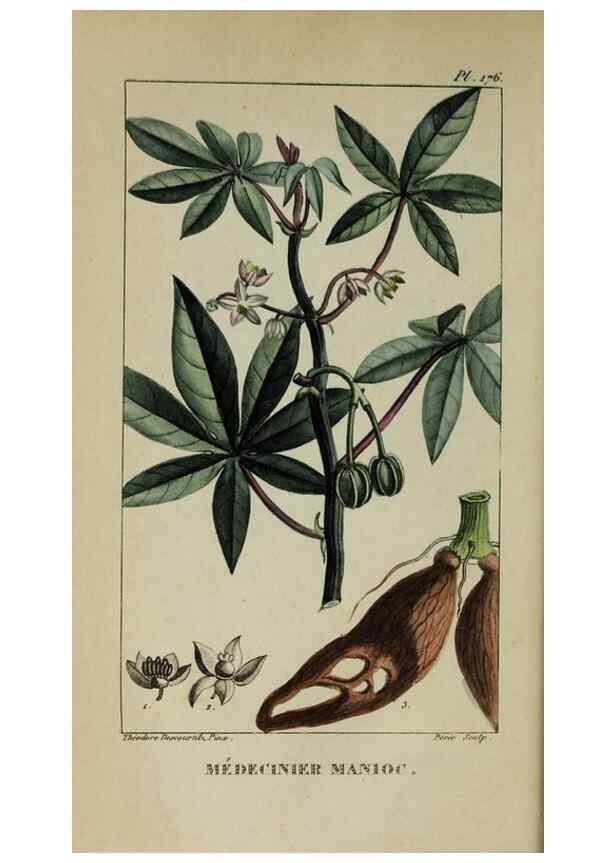 Reproducción/Reproduction 46255710545: Flore pittoresque et médicale des Antilles, ou, Histoire naturelle des plantes usuelles des colonies françaises, anglaises, espagnoles, et portugaises /. Paris :Ches l'Editeur,1833.. 