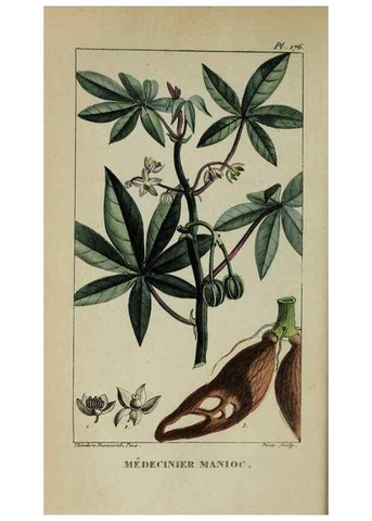 Reproducción/Reproduction 46255710545: Flore pittoresque et médicale des Antilles, ou, Histoire naturelle des plantes usuelles des colonies françaises, anglaises, espagnoles, et portugaises /. Paris :Ches l'Editeur,1833.. 
