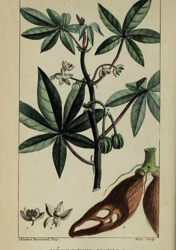 Reproducción/Reproduction 46255710545: Flore pittoresque et médicale des Antilles, ou, Histoire naturelle des plantes usuelles des colonies françaises, anglaises, espagnoles, et portugaises /. Paris :Ches l'Editeur,1833.. 