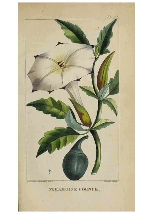 Reproducción/Reproduction 47117839232: Flore pittoresque et médicale des Antilles, ou, Histoire naturelle des plantes usuelles des colonies françaises, anglaises, espagnoles, et portugaises /. Paris :Ches l'Editeur,1833.. 